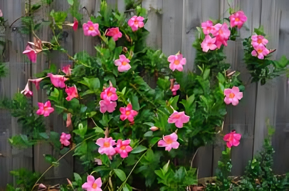 Mandevilla